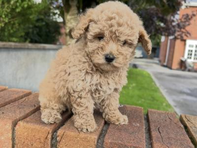 🐾 GORGEOUS MALE TOY MALTIPOO PUPPY 🐾