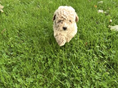 🐾 GORGEOUS MALE TOY MALTIPOO PUPPY 🐾