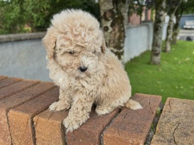 🐾 GORGEOUS MALE TOY MALTIPOO PUPPY 🐾