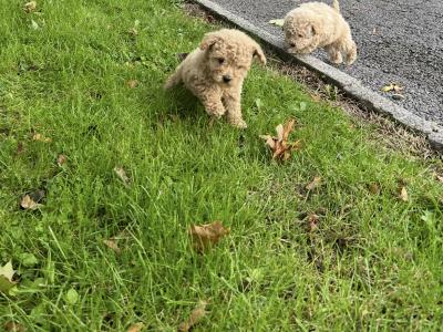 🐾 GORGEOUS MALE TOY MALTIPOO PUPPY 🐾