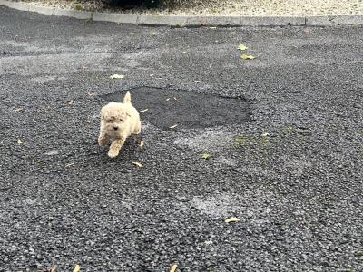 🐾 GORGEOUS MALE TOY MALTIPOO PUPPY 🐾