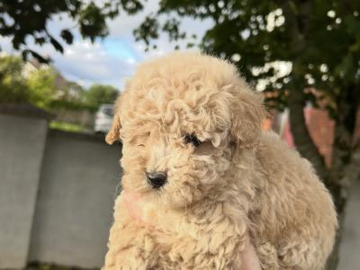 🐾 GORGEOUS MALE TOY MALTIPOO PUPPY 🐾
