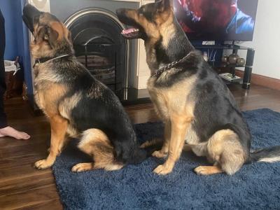 German Shepherd pups( ikc registration pending)