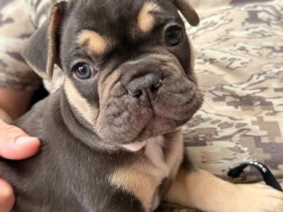 Stunning Frenchies for sale