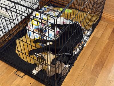 Beautiful male Labrador puppy in Dublin