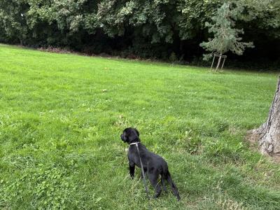 Beautiful male Labrador puppy in Dublin
