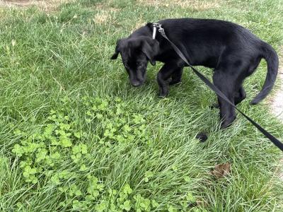 Beautiful male Labrador puppy in Dublin
