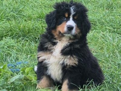 IKC Registered (Pending) Bernese Mountain Dog puppies in Offaly