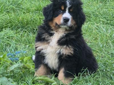 IKC Registered (Pending) Bernese Mountain Dog puppies in Offaly