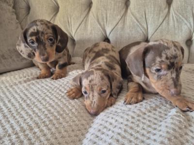 Minature Daschunds in Monaghan