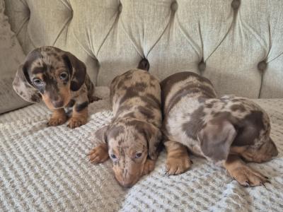 Minature Daschunds in Monaghan