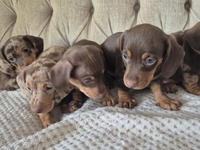 Minature Daschunds in Monaghan