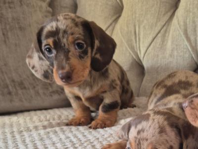 Minature Daschunds in Monaghan