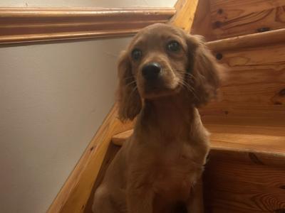 Cavapoo puppies in Wexford