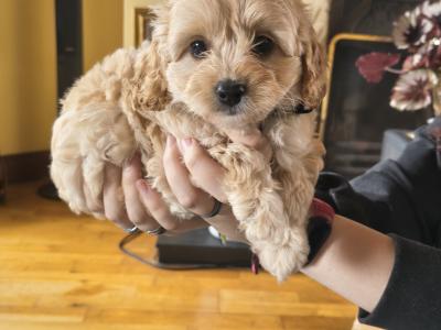 Cavapoo puppies in Cavan