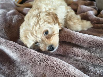 Cavapoo puppies in Cavan