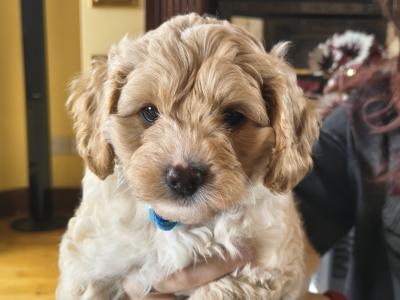 Cavapoo puppies in Cavan