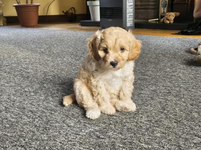 Cavapoo puppies in Cavan
