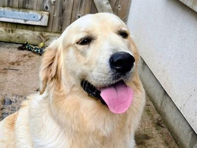 IKC Registered male Golden Retriever puppy 13 months old for sale in Cork