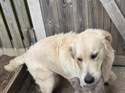 IKC Registered male Golden Retriever puppy 13 months old for sale in Cork