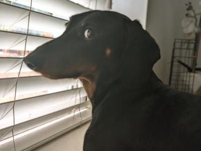 Well Looked after Dachshund , IKC Registered