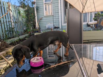 Well Looked after Dachshund , IKC Registered
