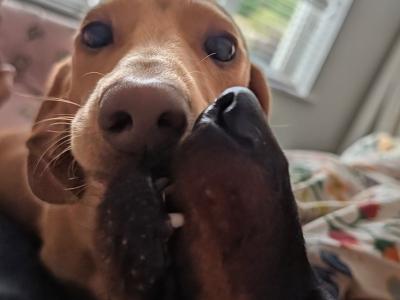 Lovely gentle Isabella/ fawn Dachshund for stud