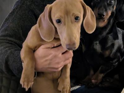 Lovely gentle Isabella/ fawn Dachshund for stud