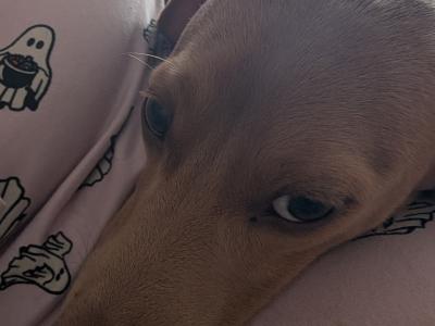 Lovely gentle Isabella/ fawn Dachshund for stud