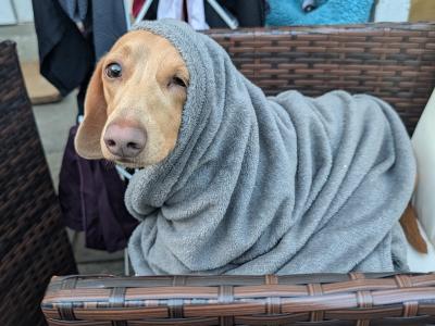Lovely gentle Isabella/ fawn Dachshund for stud