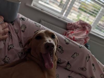 Lovely gentle Isabella/ fawn Dachshund for stud