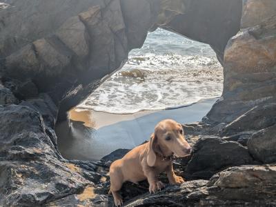 Lovely gentle Isabella/ fawn Dachshund for stud