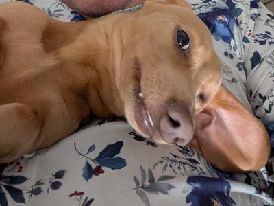 Lovely gentle Isabella/ fawn Dachshund for stud