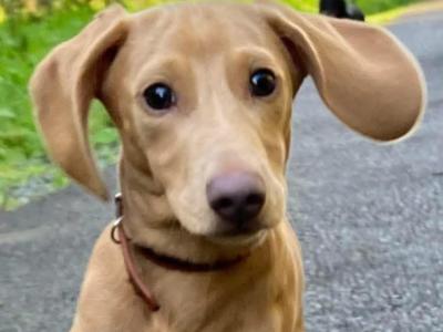 Lovely Gentle Isabella/ Fawn Dachshund for stud in Wexford