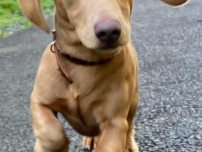Lovely gentle Isabella/ fawn Dachshund for stud