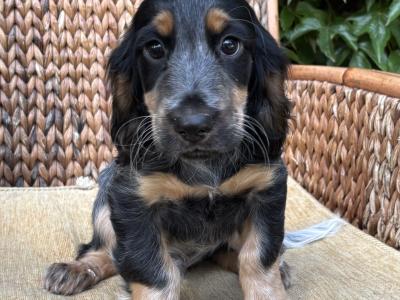 Royal Kennel Club Registered Cocker Spaniel puppies in Armagh