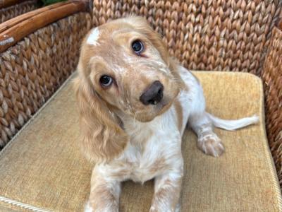 Royal Kennel Club Registered Cocker Spaniel puppies in Armagh