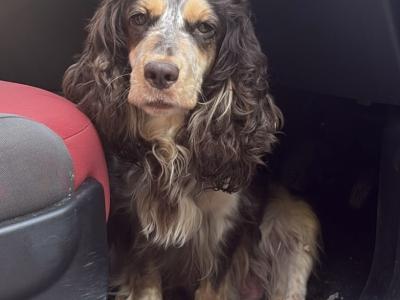 Royal Kennel Club Registered Cocker Spaniel puppies in Armagh