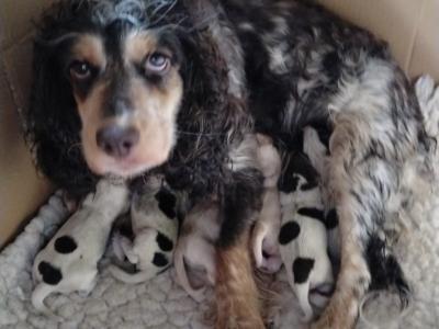 Royal Kennel Club Registered Cocker Spaniel puppies in Armagh