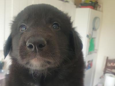Labrador x Border Collie puppies in Laois