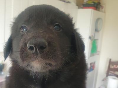 Lab x Collies