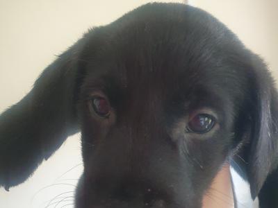 Lab x Collies