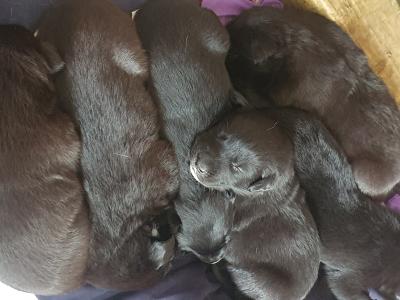 Lab x Collies