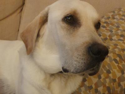 Lab x Collies