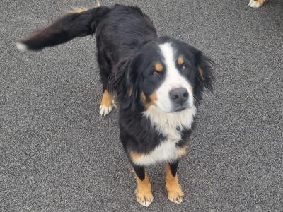 3 yr old Bernese Mountain Dog