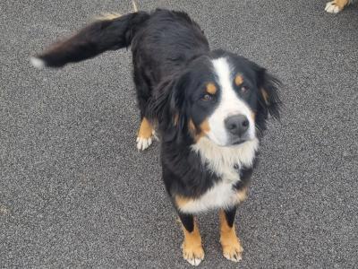 3 year 9 month old female Bernese Mountain Dog X in Meath - (On Hold)