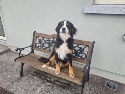 3 year 9 month old female Bernese Mountain Dog X in Meath - (On Hold)