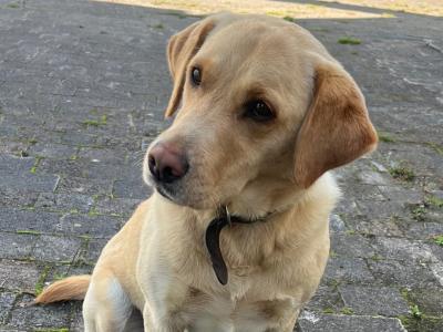 Active, Friendly 5 year old Labrador