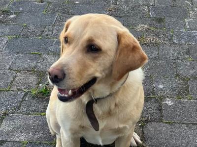 Active, Friendly 5 year old Labrador