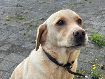 Active, Friendly 5 year old Labrador